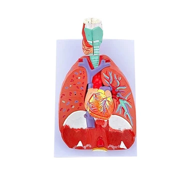 Anatomijos Plaučių Modelio Žmogaus Plaučių Anatomija Modelis Ligų Tyrimo Medicinos Paskaita, Pranešimas, Gyvenimo Dydis Plaučių Modelis Anatomija